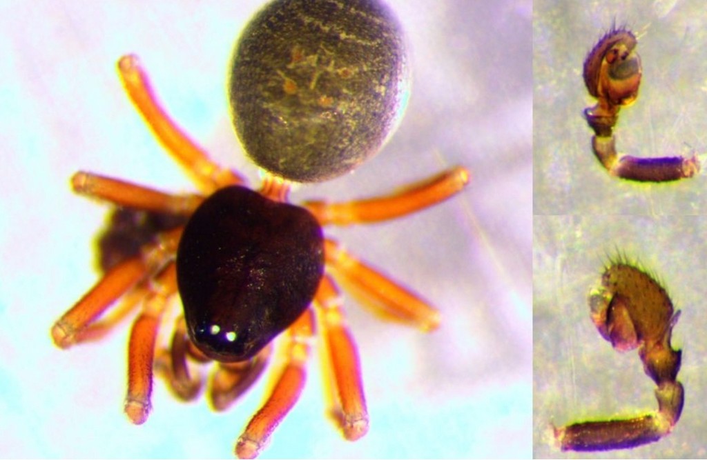 Troxochrota_scabra-1.jpg