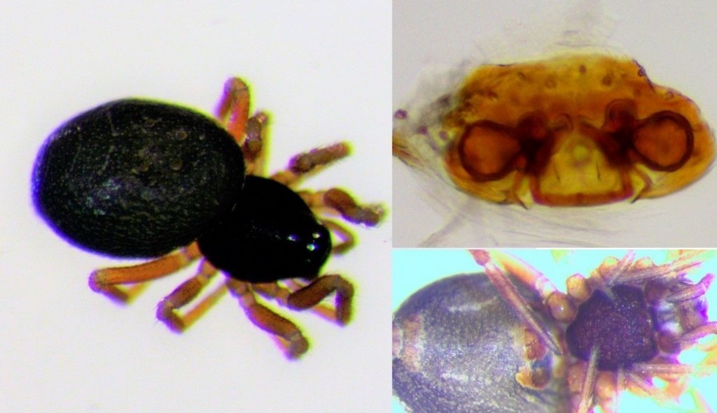Troxochrota_scabra-2.jpg
