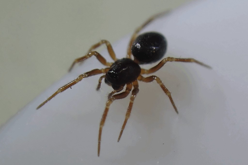 Troxochrus_scabriculus-1.jpg