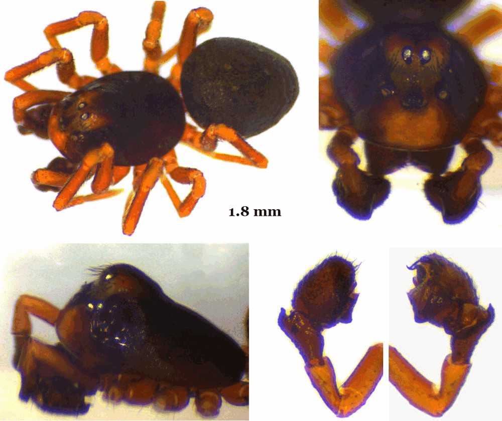 Troxochrus_scabriculus-3.jpg