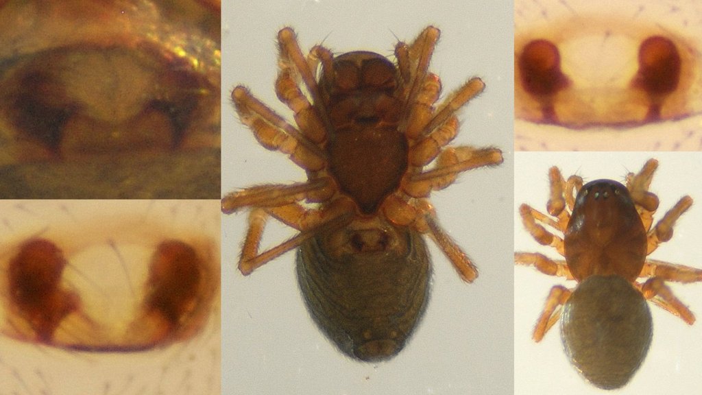 Troxochrus_scabriculus-4.jpg