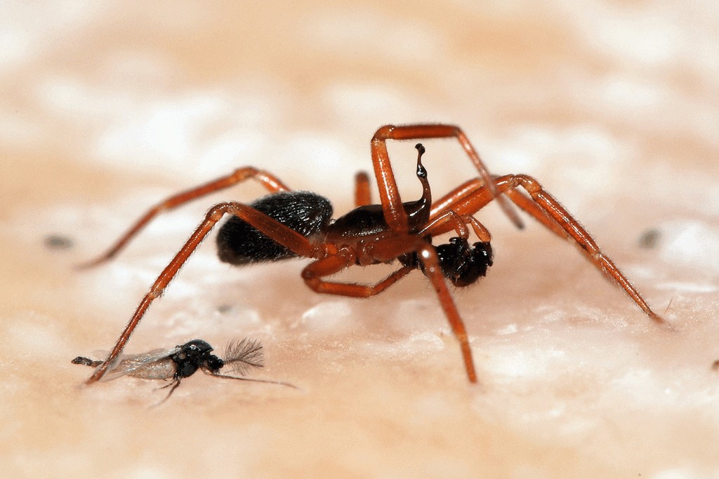 Walckenaeria_acuminata-1.jpg