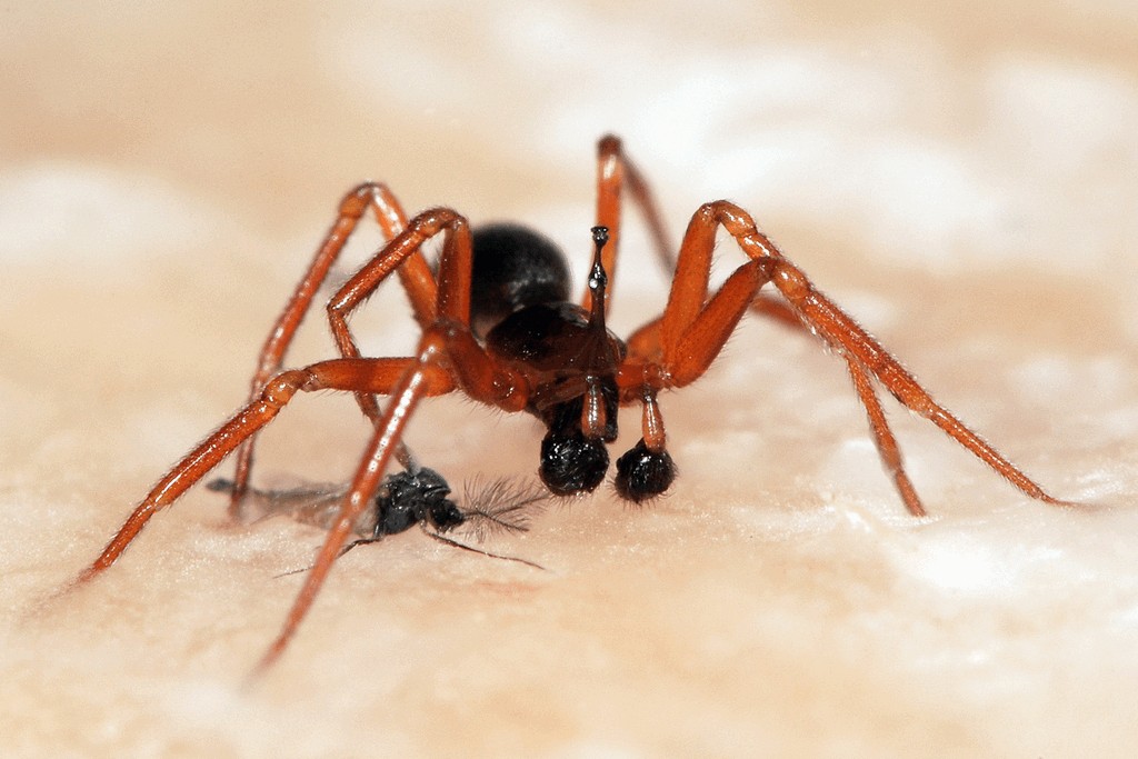 Walckenaeria_acuminata-1a.jpg