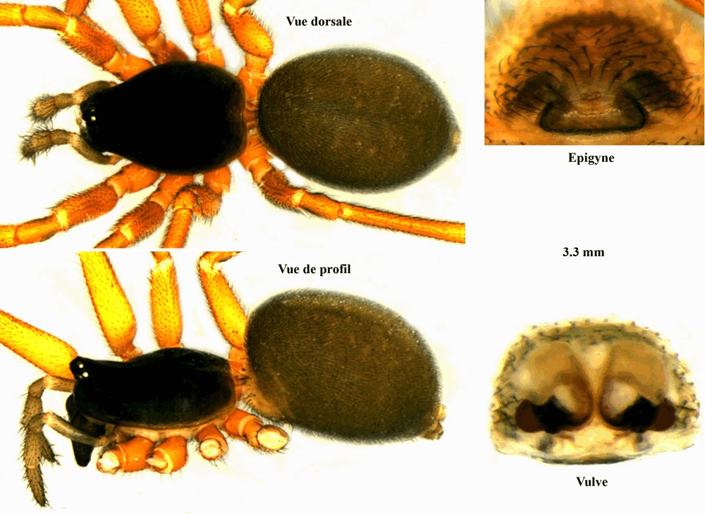 Walckenaeria_acuminata-3.jpg