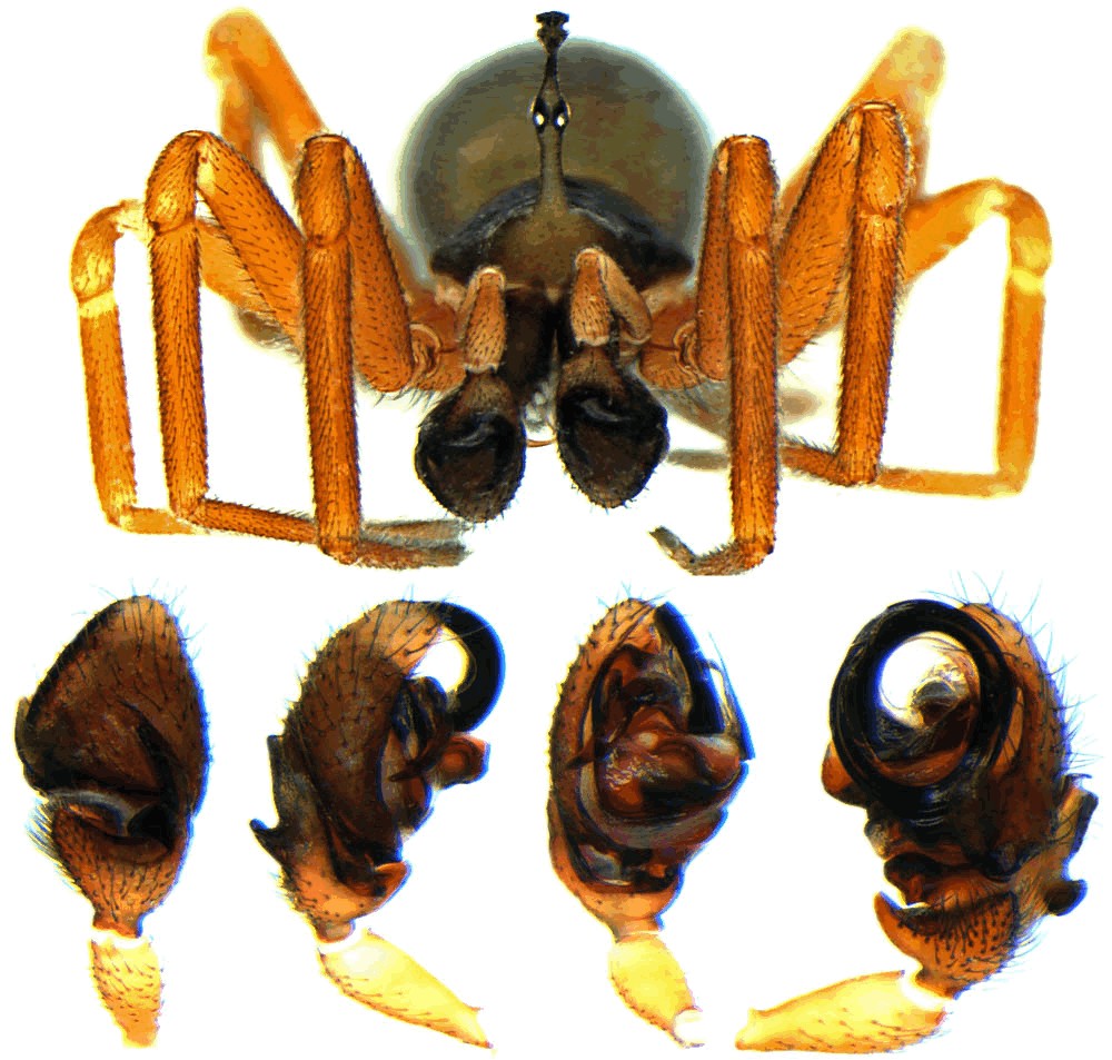 Walckenaeria_acuminata-6.jpg