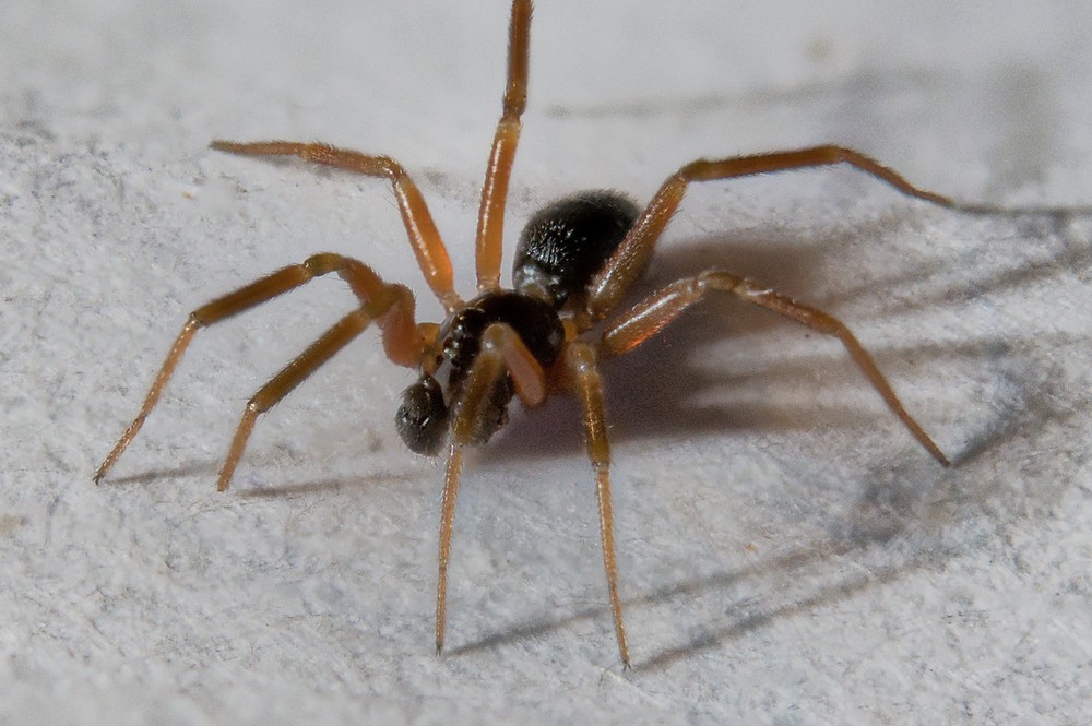 Walckenaeria_alticeps-1.jpg
