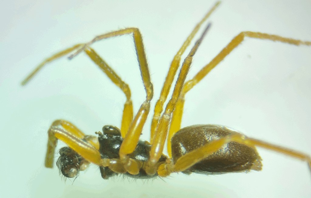 Walckenaeria_alticeps-3.jpg