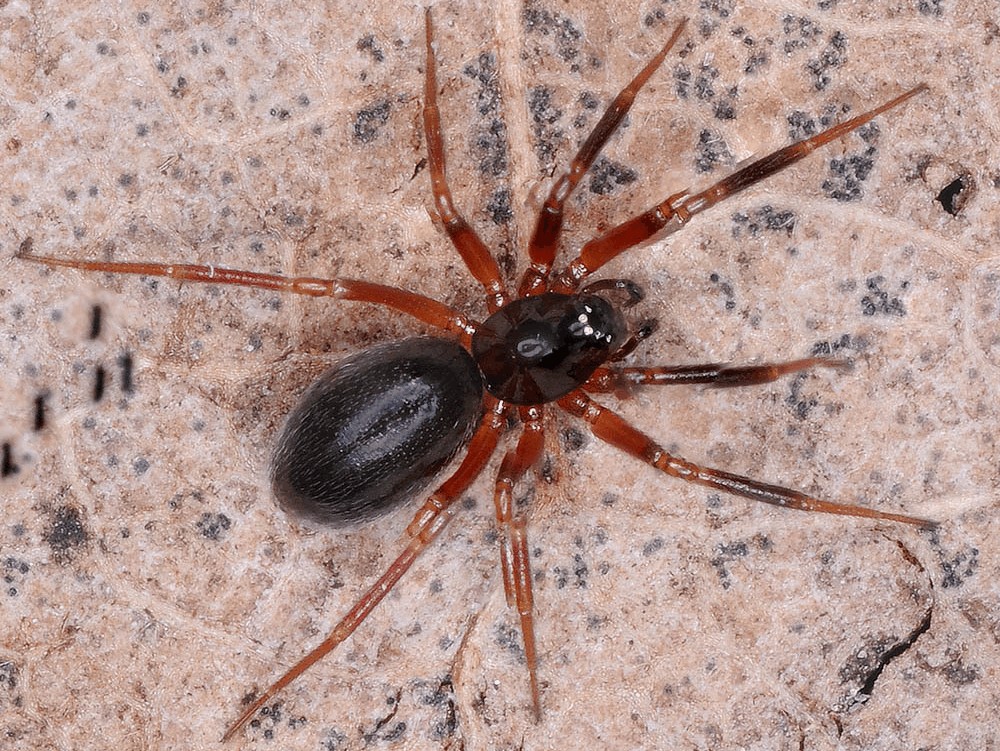 Walckenaeria_antica-1.jpg