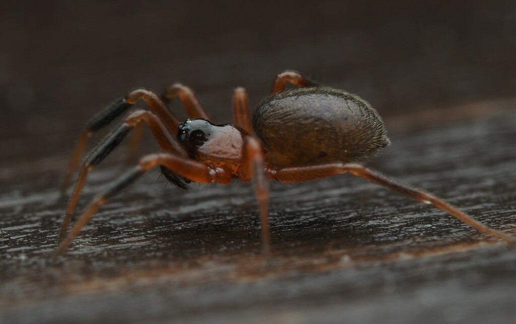 Walckenaeria_atrotibialis-1.jpg