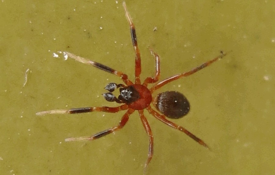 Walckenaeria_atrotibialis-2.jpg