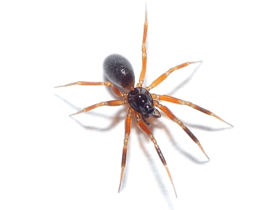 Walckenaeria_atrotibialis-4.jpg