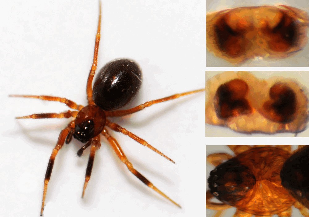 Walckenaeria_atrotibialis-6.jpg