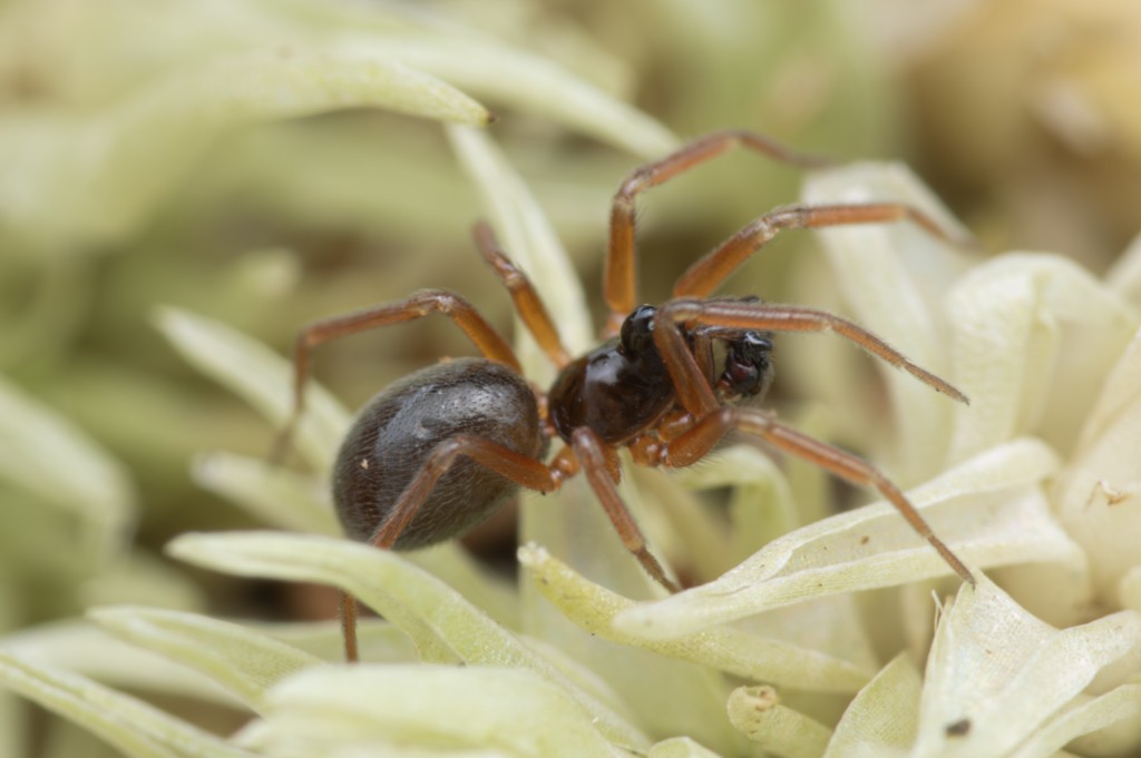 Walckenaeria_cucullata-1.jpg