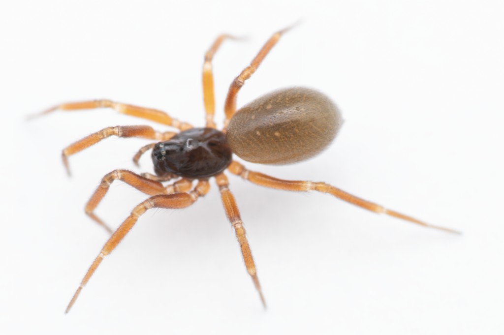 Walckenaeria_cucullata-3.jpg