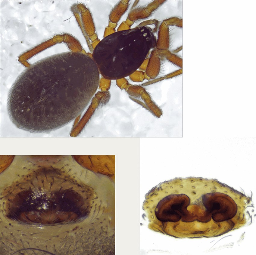 Walckenaeria_cucullata-4.jpg
