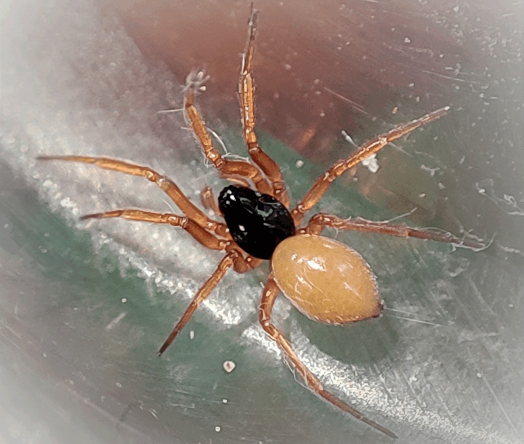 Walckenaeria_cuspidata-1.jpg