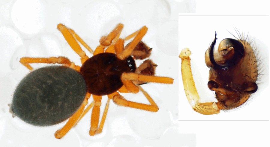 Walckenaeria_cuspidata-4.jpg