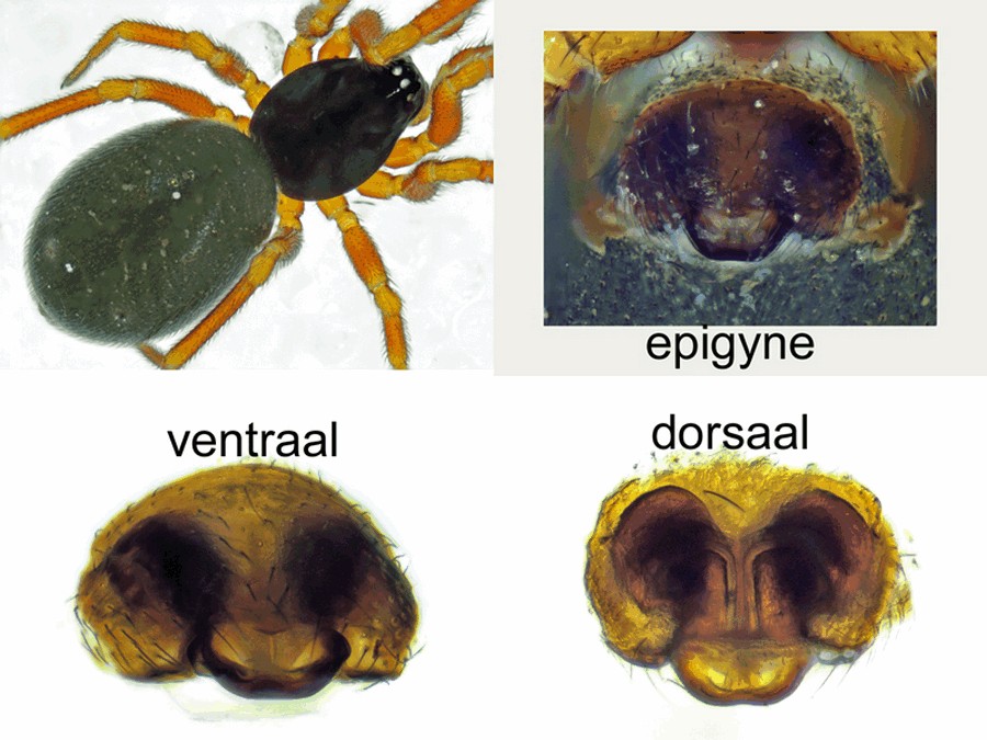 Walckenaeria_cuspidata-5.jpg