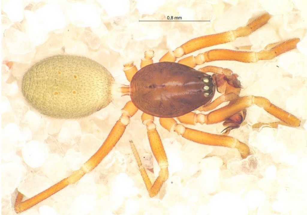Walckenaeria_dysderoides-1.jpg