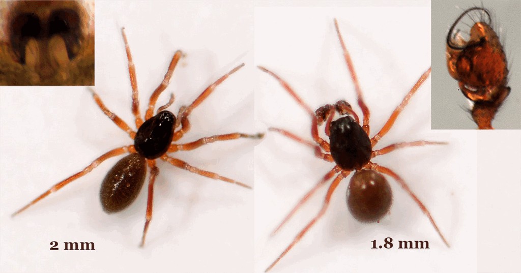 Walckenaeria_dysderoides-2.jpg
