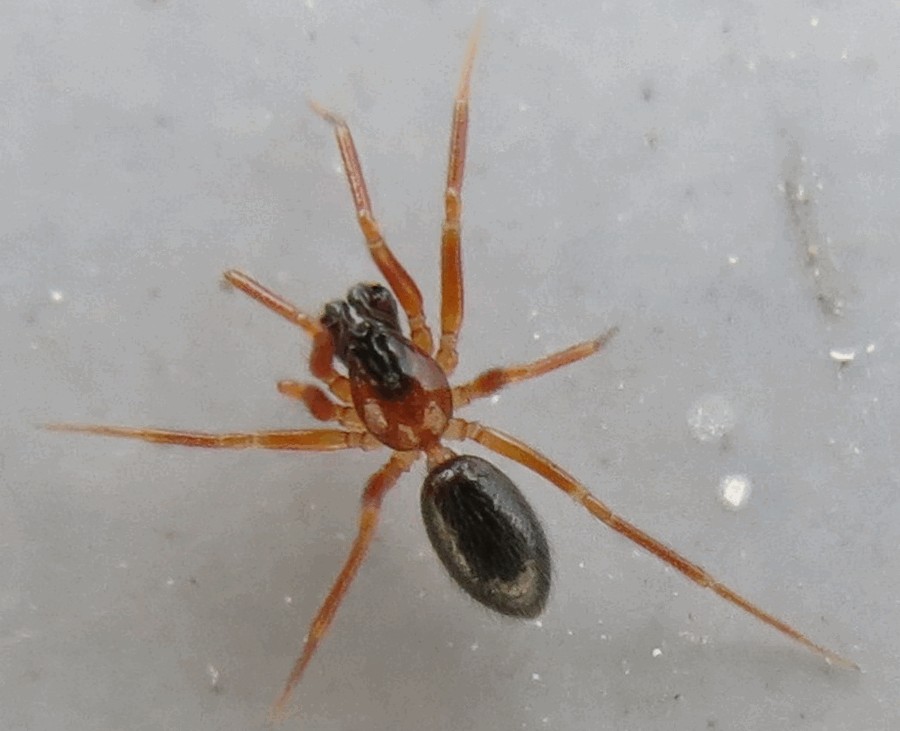 Walckenaeria_furcillata-1a.jpg