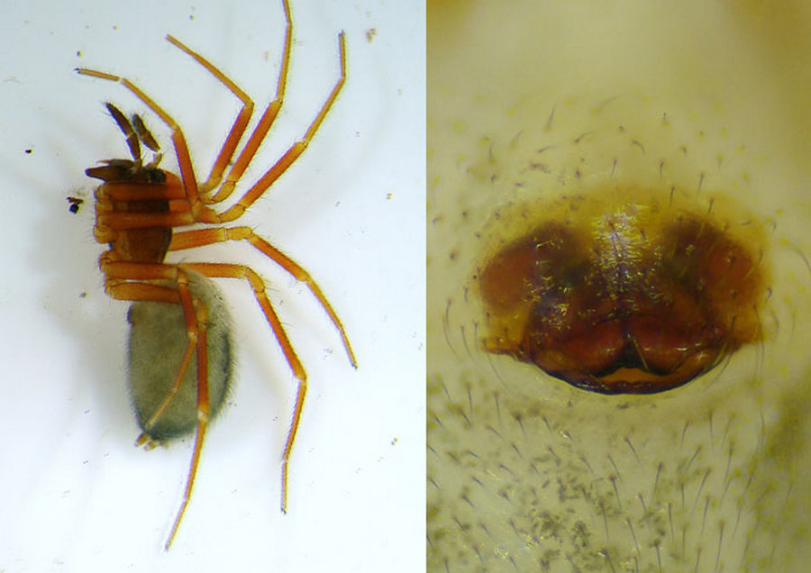 Walckenaeria_furcillata-2.jpg