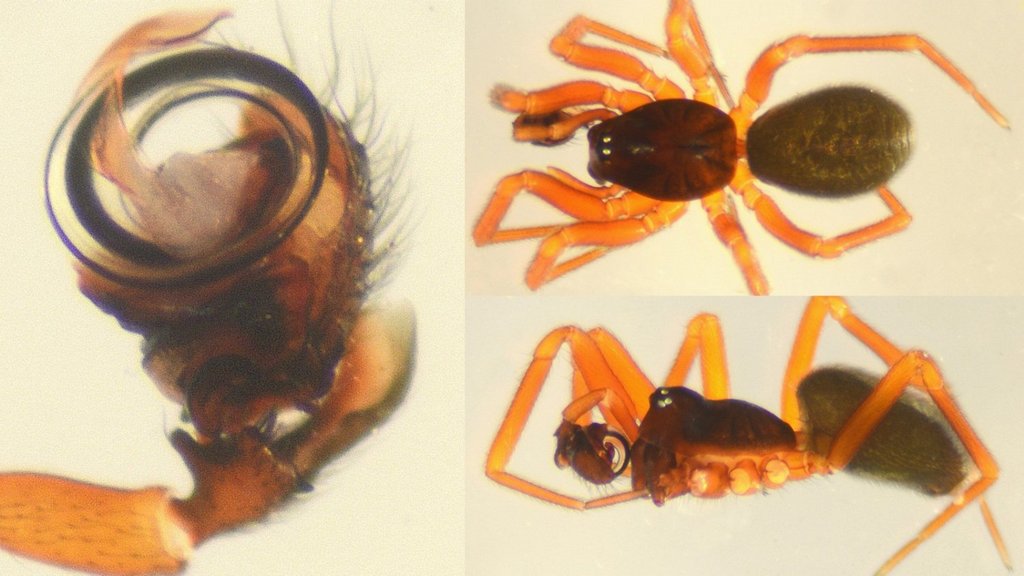 Walckenaeria_obtusa-3.jpg