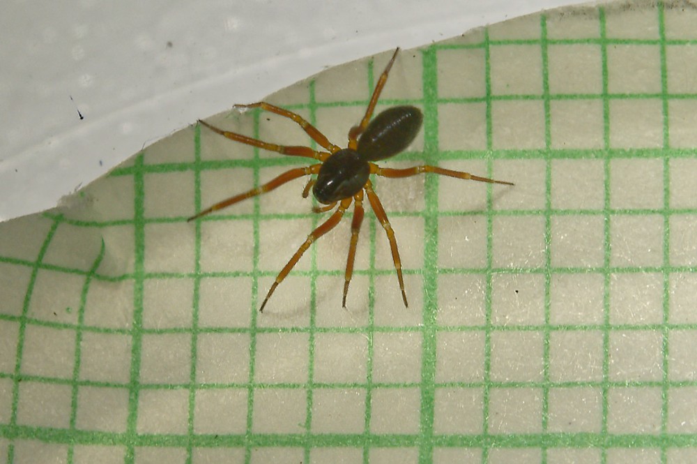 Walckenaeria_unicornis-1.jpg