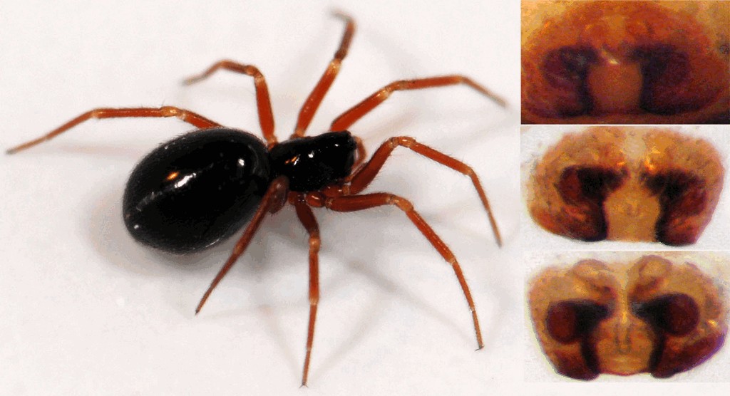 Walckenaeria_unicornis-2.jpg