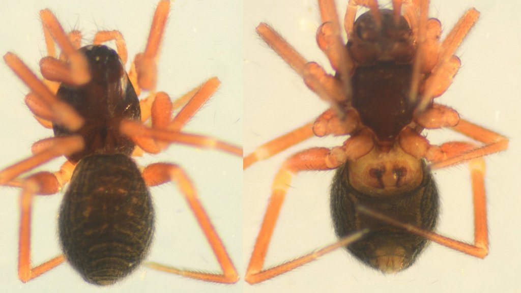 Walckenaeria_unicornis-3.jpg