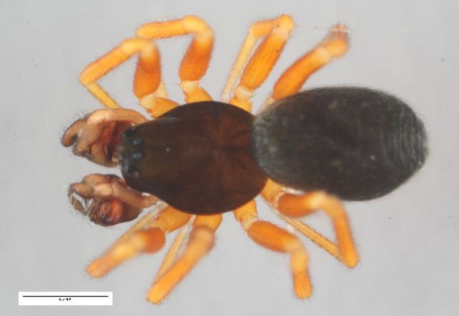 Walckenaeria_unicornis-4.jpg