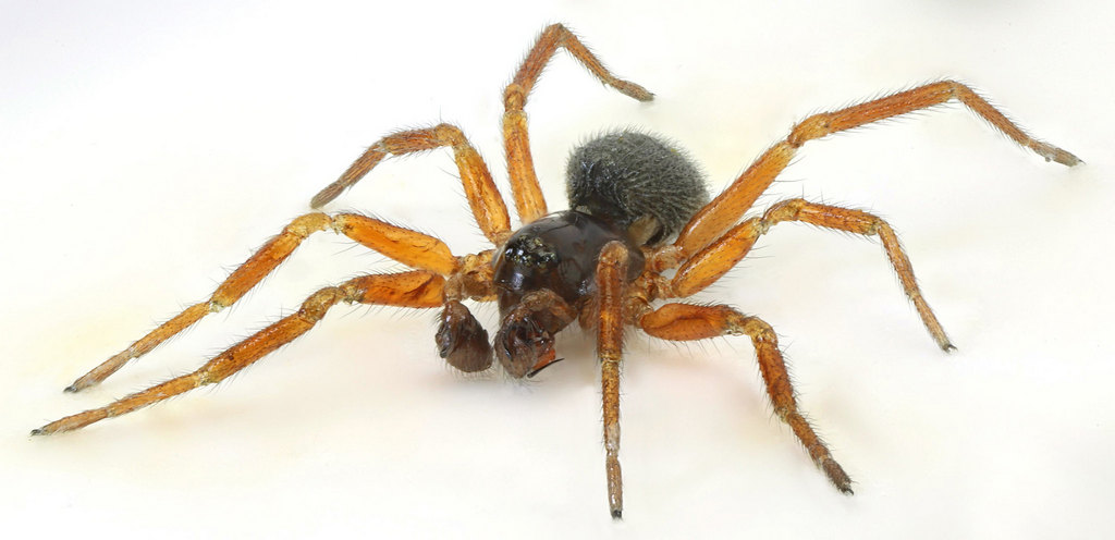 Walckenaeria_vigilax-1.jpg