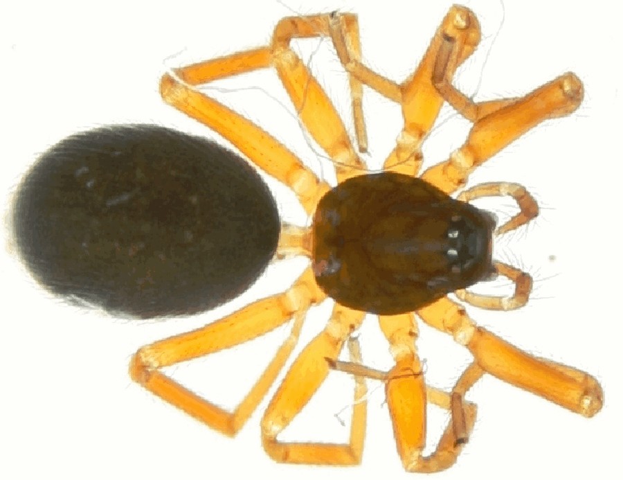 Walckenaeria_vigilax-2.jpg