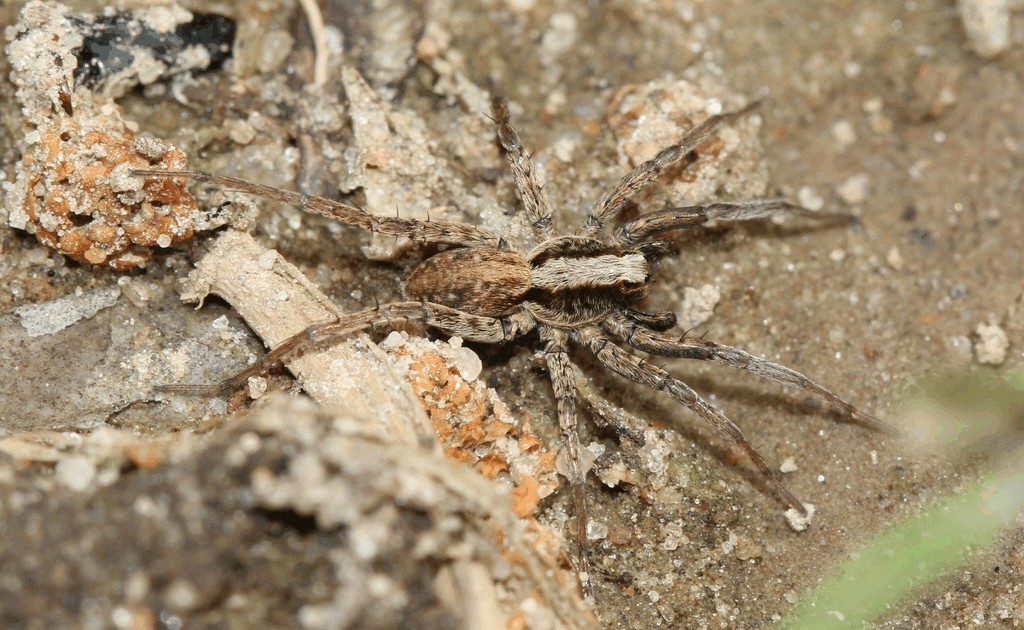 Xerolycosa_miniata-1.jpg