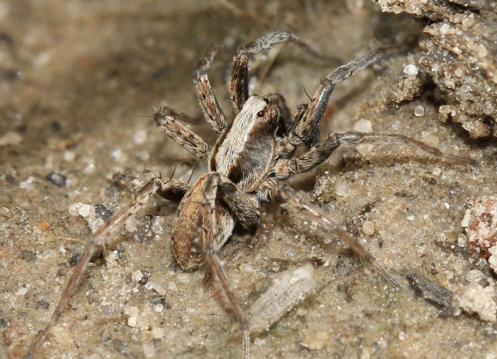 Xerolycosa_miniata-1a.jpg