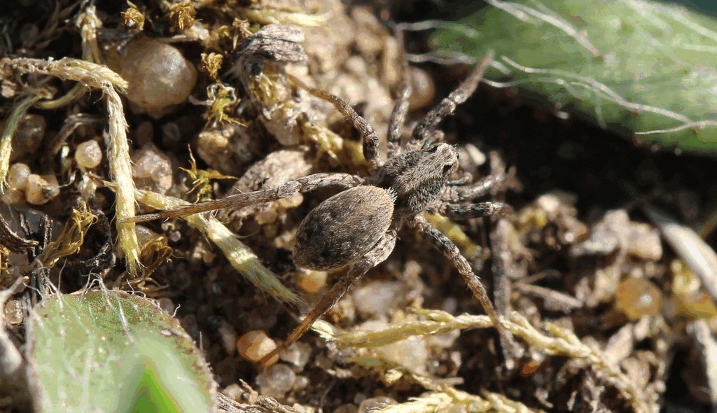 Xerolycosa_miniata-2.jpg
