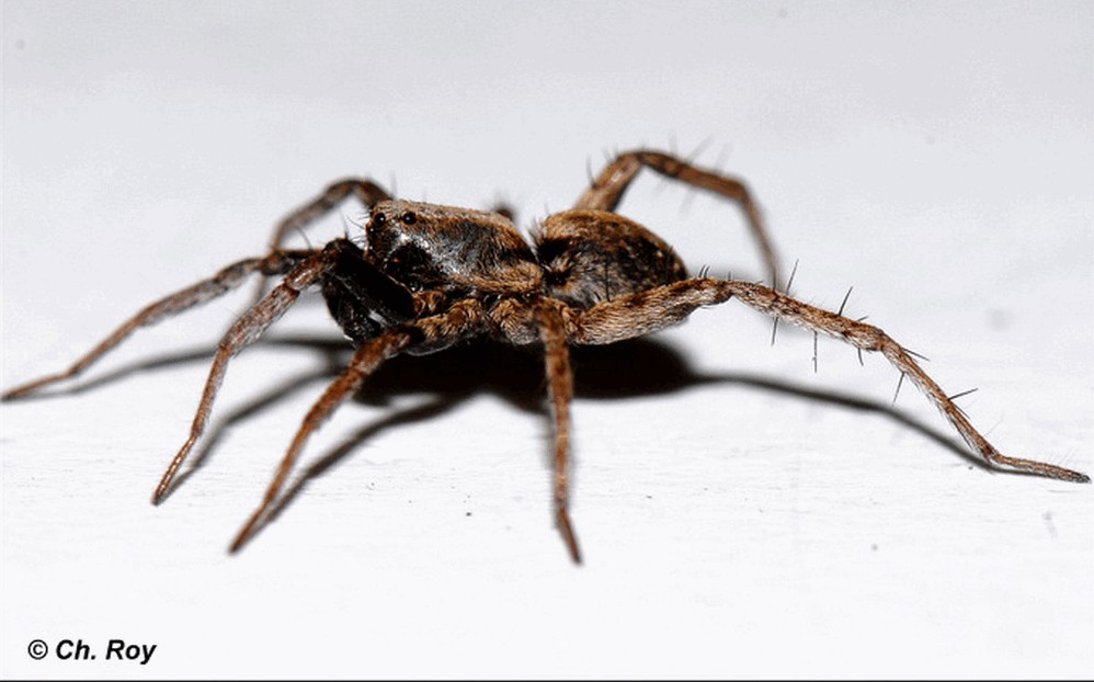 Xerolycosa_miniata-4a.jpg