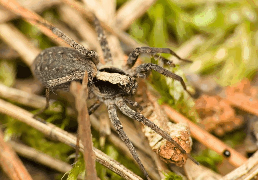 Xerolycosa_nemoralis-0.jpg