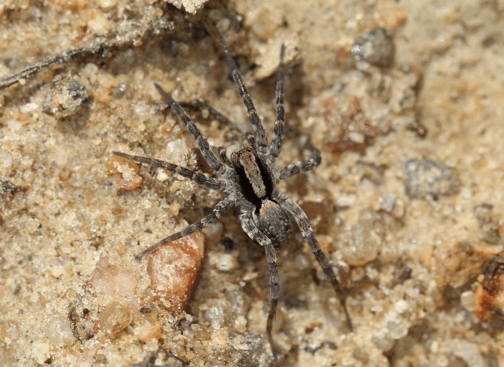 Xerolycosa_nemoralis-1.jpg