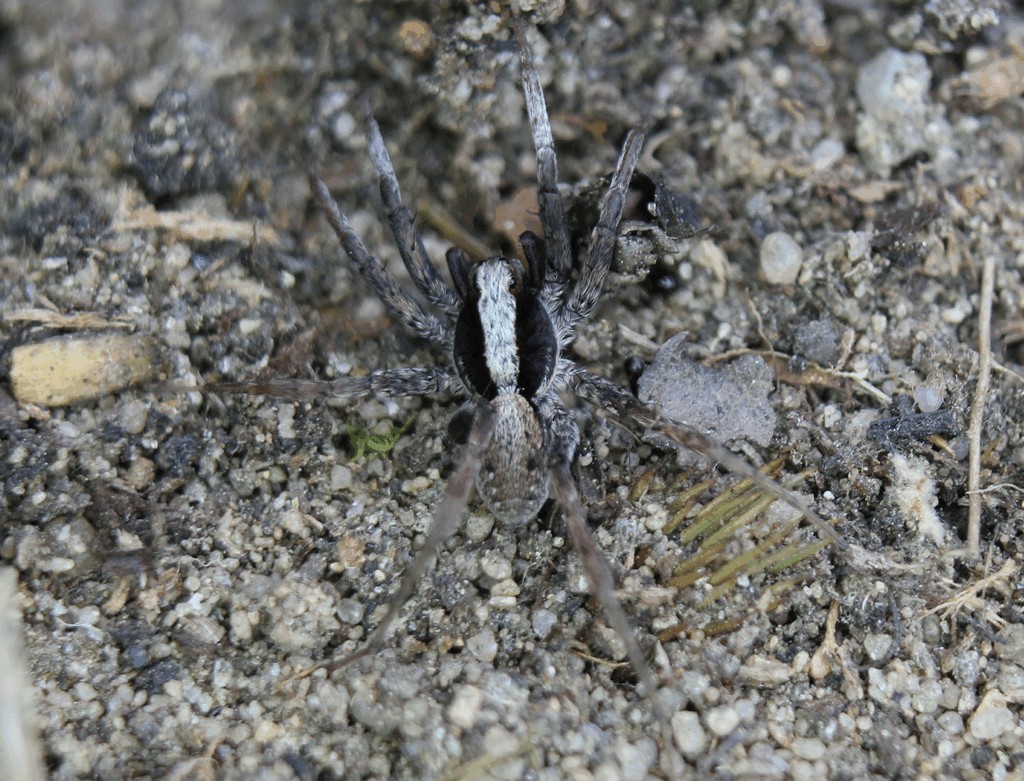 Xerolycosa_nemoralis-2.jpg