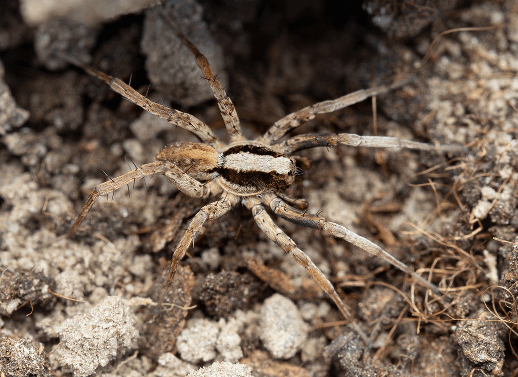 Xerolycosa_nemoralis-3.jpg