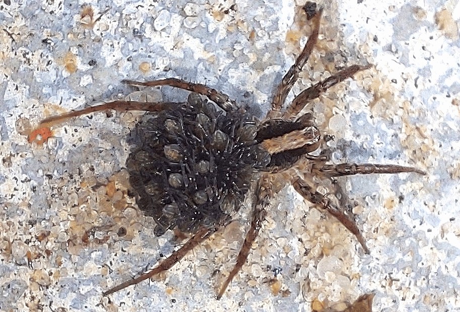 Xerolycosa_nemoralis-5.jpg