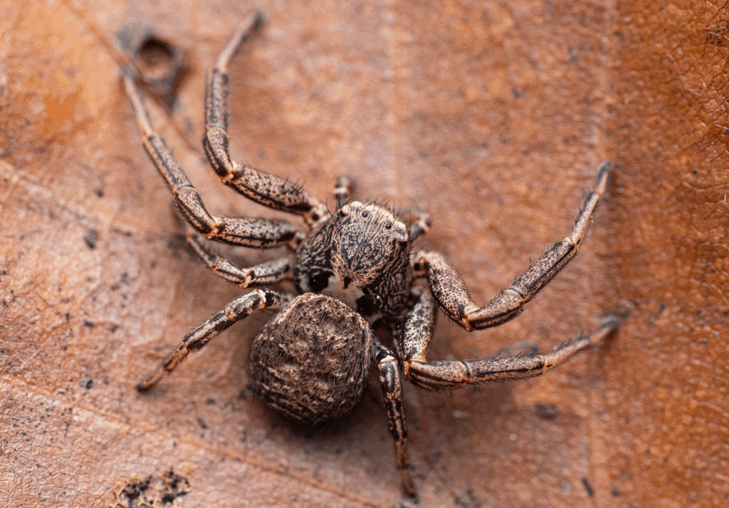 Xysticus_acerbus-1.jpg