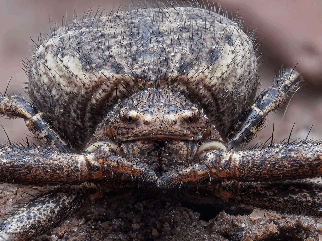 Xysticus_acerbus-2.jpg