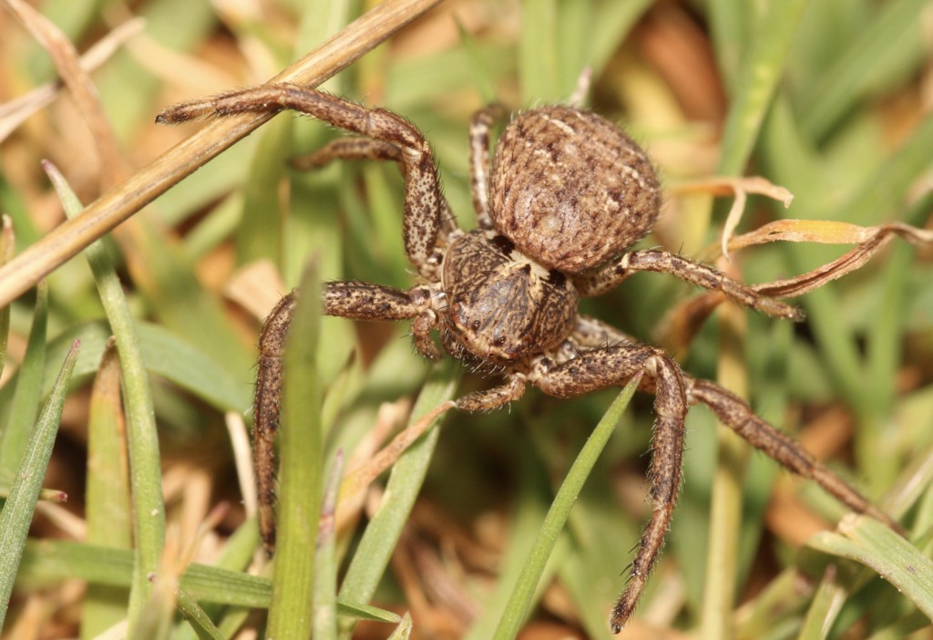 Xysticus_acerbus-3.jpg