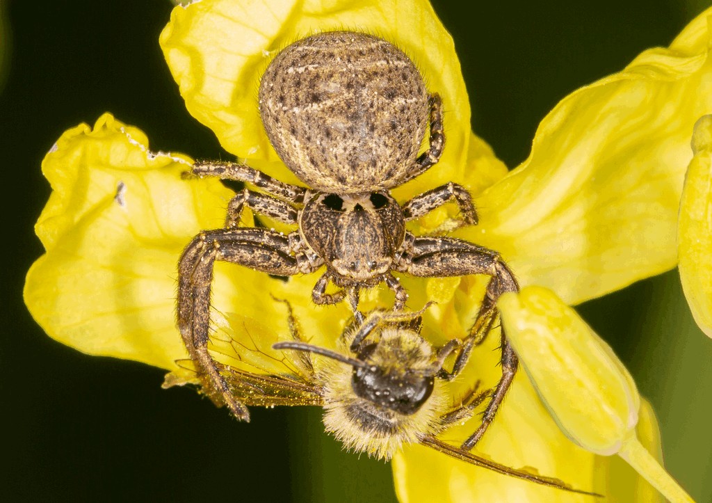 Xysticus_acerbus-4.jpg
