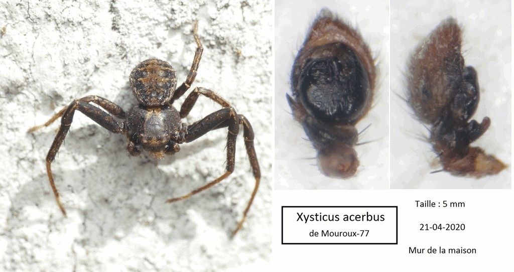 Xysticus_acerbus-5.jpg