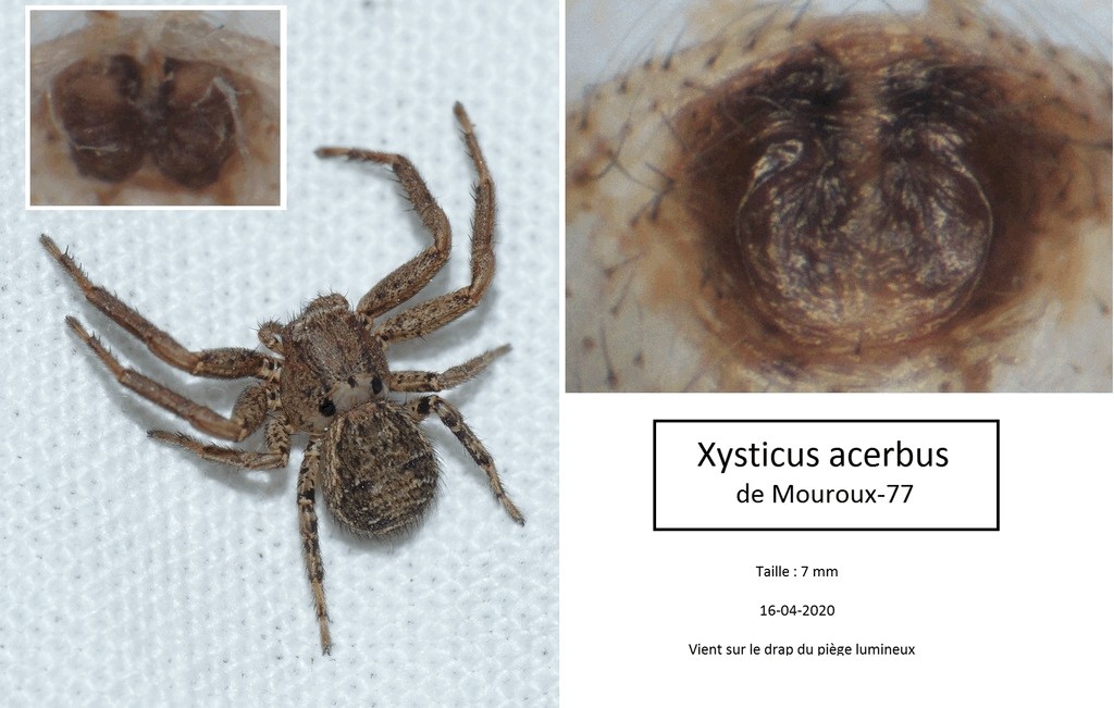 Xysticus_acerbus-6.jpg