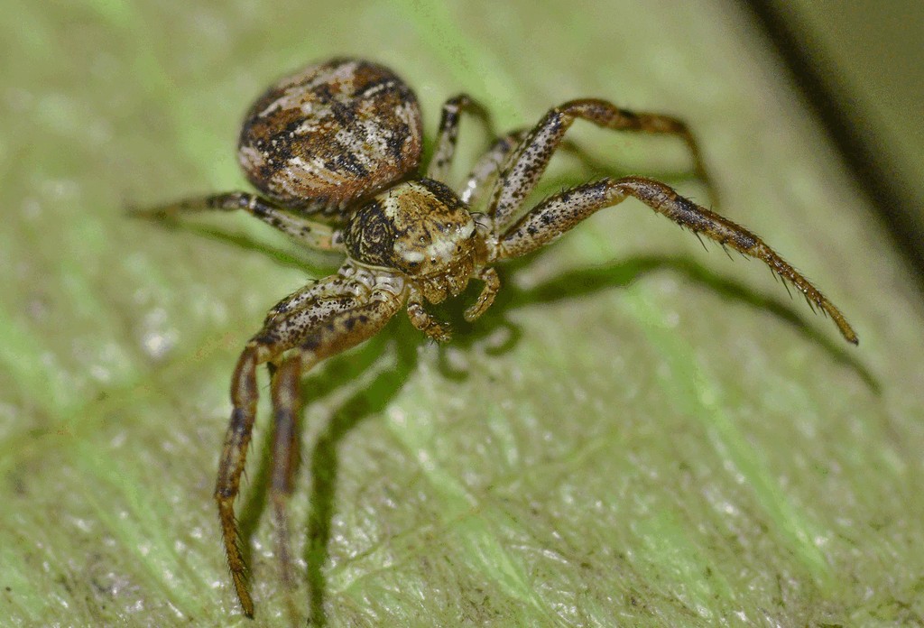 Xysticus_audax-1.jpg