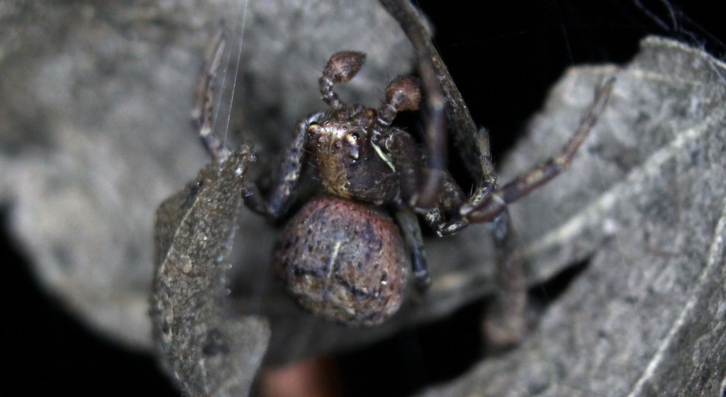 Xysticus_audax-3.jpg